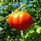 Paradajz kralj kraljeva: recenzije, fotografije, prinos